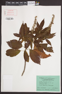 Clethra acuminata image