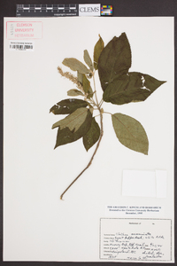 Clethra acuminata image