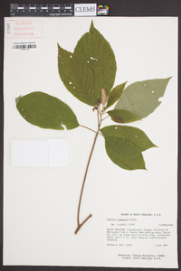 Clethra acuminata image