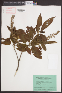 Clethra acuminata image