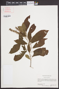 Clethra alnifolia image