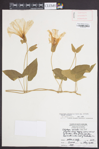 Calystegia catesbeiana subsp. sericata image