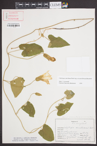 Calystegia catesbeiana subsp. sericata image
