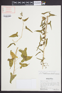 Calystegia sepium subsp. angulata image