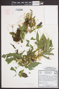 Cuscuta campestris image