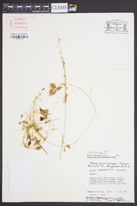 Cuscuta pentagona image