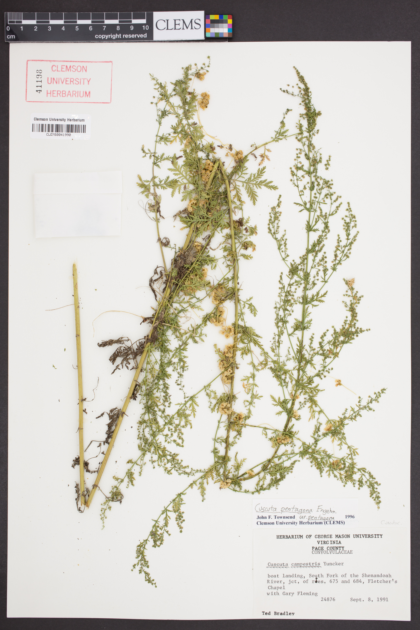 Cuscuta pentagona var. pentagona image