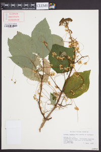 Cuscuta rostrata image