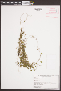 Dichondra carolinensis image