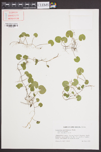 Dichondra carolinensis image