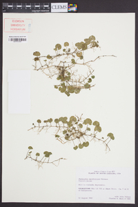 Dichondra carolinensis image