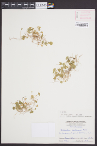 Dichondra carolinensis image