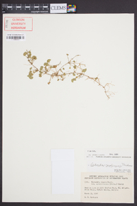 Dichondra carolinensis image