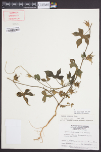 Ipomoea hederacea image