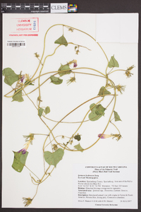 Ipomoea hederacea image