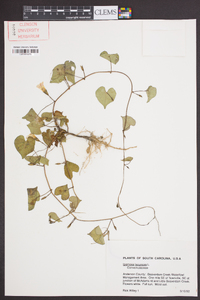 Ipomoea lacunosa image