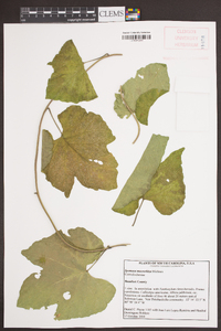 Ipomoea macrorhiza image