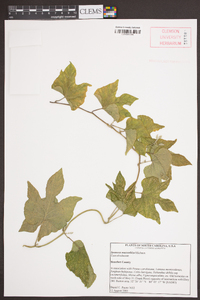 Ipomoea macrorhiza image