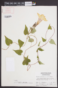 Ipomoea pandurata image