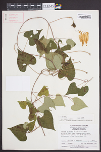 Ipomoea pandurata image