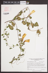 Ipomoea pandurata image