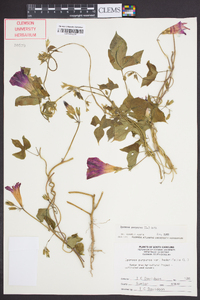 Ipomoea purpurea image