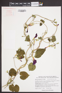 Ipomoea purpurea image