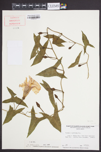 Ipomoea sagittata image