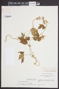 Ipomoea hederacea image