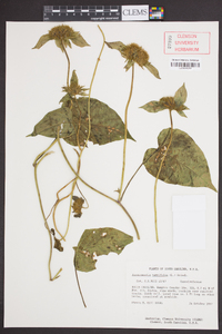 Jacquemontia tamnifolia image