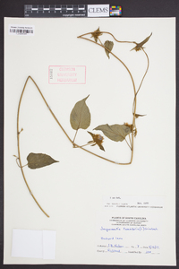 Jacquemontia tamnifolia image