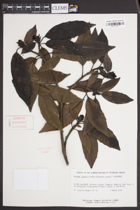 Aucuba japonica image