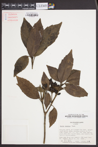 Aucuba japonica image