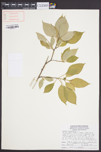 Cornus alternifolia image