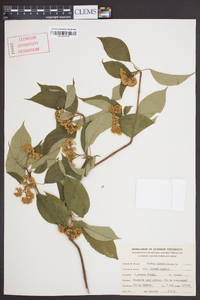 Cornus alternifolia image