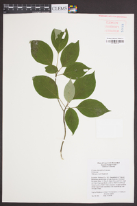 Cornus alternifolia image