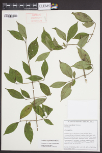 Cornus asperifolia image