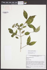 Cornus asperifolia image