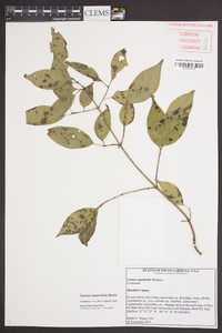 Cornus asperifolia image