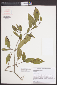 Cornus asperifolia image