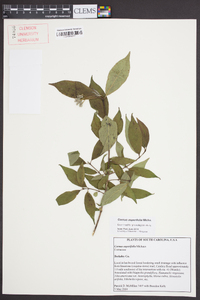 Cornus asperifolia image