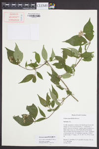 Cornus asperifolia image