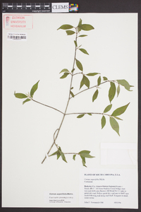 Cornus asperifolia image