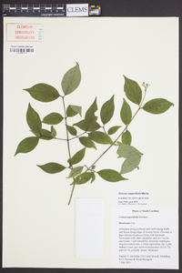 Cornus asperifolia image