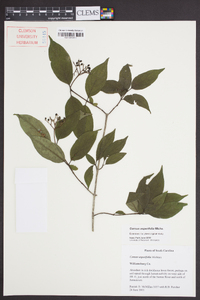 Cornus asperifolia image