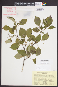 Cornus foemina image