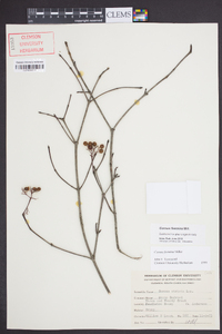 Cornus foemina image