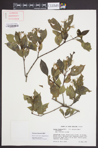 Cornus foemina image