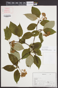 Cornus alternifolia image