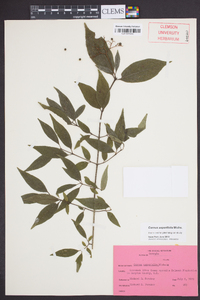 Cornus asperifolia image